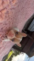 Fawn Pied Merle, a female French Bulldog for sale in Springfield, IL – 1 of 7