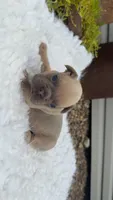 Lilac Fawn , a male French Bulldog for sale in Springfield, IL – 4 of 5