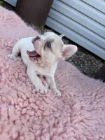 Lilac Fawn Merle Pied , a female French Bulldog for sale in Springfield, IL – 7 of 9