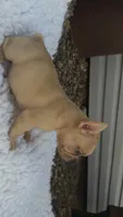 Lilac Fawn Merle, a male French Bulldog for sale in Springfield, IL – 5 of 7