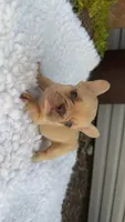 Lilac Fawn Merle, a male French Bulldog for sale in Springfield, IL – 3 of 7