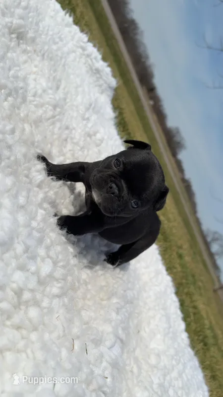  Brindle   – French Bulldog puppy for sale in Springfield, IL