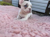 Lilac Fawn Merle Pied , a female French Bulldog for sale in Springfield, IL – 8 of 9