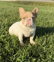 Fawn Pied Merle, a female French Bulldog for sale in Springfield, IL – 6 of 9