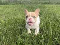 Fawn Pied Merle, a female French Bulldog for sale in Springfield, IL – 2 of 5