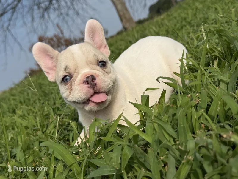 Lilac Fawn Merle Pied  – French Bulldog puppy on hold in Springfield, IL