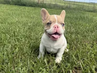Fawn Pied Merle, a female French Bulldog for sale in Springfield, IL – 4 of 5