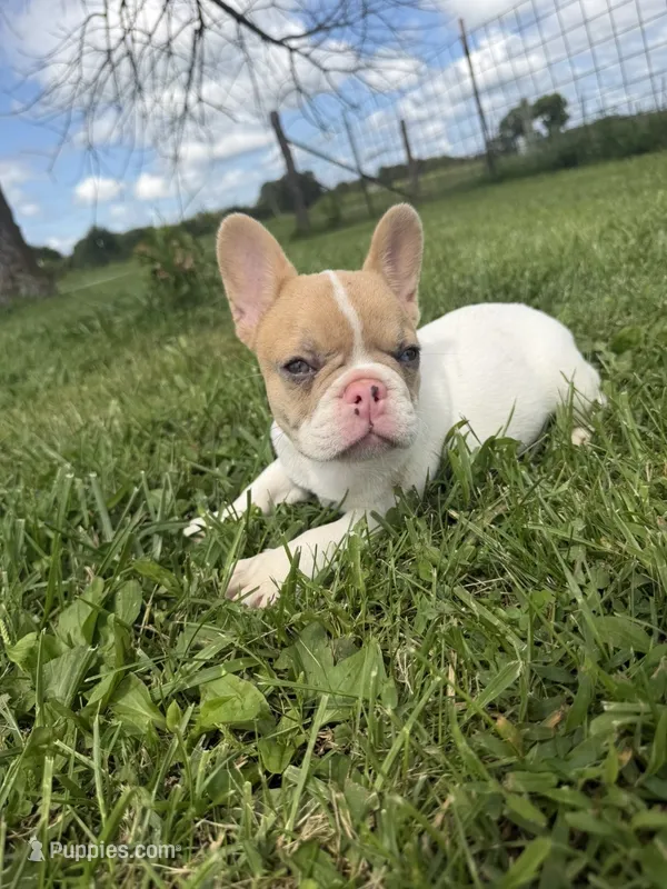 Fawn Pied Merle – French Bulldog puppy for sale in Springfield, IL