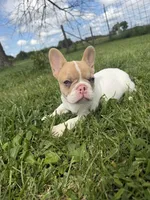 Fawn Pied Merle, a female French Bulldog for sale in Springfield, IL – 1 of 5