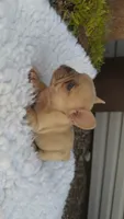 Lilac Fawn Merle, a male French Bulldog for sale in Springfield, IL – 6 of 7