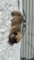 Chocolate Fawn , a male French Bulldog for sale in Springfield, IL – 4 of 4
