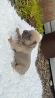 Lilac Fawn , a male French Bulldog for sale in Springfield, IL – 2 of 5
