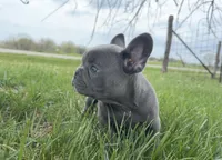 Lilac , a male French Bulldog for sale in Springfield, IL – Photo 4 of 9