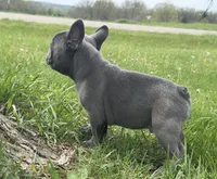 Lilac , a male French Bulldog for sale in Springfield, IL – Photo 9 of 9