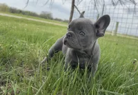 Lilac , a male French Bulldog for sale in Springfield, IL – Photo 3 of 9