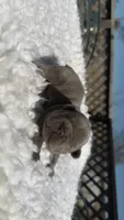 Lilac , a male French Bulldog for sale in Springfield, IL – Photo 4 of 5