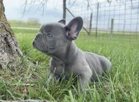 Lilac , a male French Bulldog for sale in Springfield, IL – Photo 6 of 9