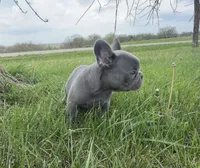 Lilac , a male French Bulldog for sale in Springfield, IL – Photo 7 of 9