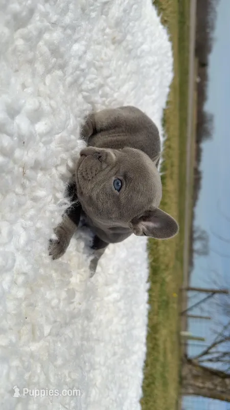 Lilac  – French Bulldog puppy for sale in Springfield, IL
