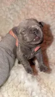 Lilac , a male French Bulldog for sale in Springfield, IL – Photo 2 of 5