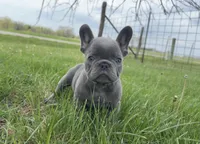 Lilac , a male French Bulldog for sale in Springfield, IL – Photo 2 of 9