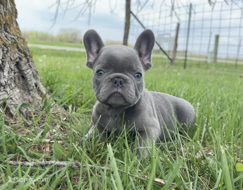 Lilac  – French Bulldog puppy for sale in Springfield, IL