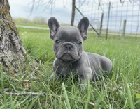 Lilac , a male French Bulldog for sale in Springfield, IL – Photo 1 of 9