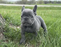 Lilac , a male French Bulldog for sale in Springfield, IL – Photo 8 of 9