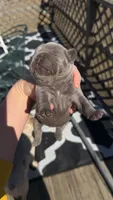 Lilac , a male French Bulldog for sale in Springfield, IL – Photo 5 of 5