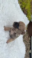 Blue fawn Merle , a male French Bulldog for sale in Springfield, IL – 4 of 5
