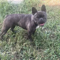 Ryn-FULLAKC, a female French Bulldog for sale in Springfield, IL – Photo 1 of 4