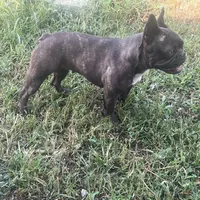 Ryn-FULLAKC, a female French Bulldog for sale in Springfield, IL – Photo 4 of 4