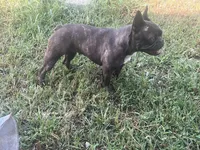 Ryn-FULLAKC, a female French Bulldog for sale in Springfield, IL – Photo 4 of 4