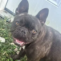 Ryn-FULLAKC, a female French Bulldog for sale in Springfield, IL – Photo 2 of 4