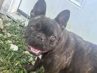 Ryn-FULLAKC, a female French Bulldog for sale in Springfield, IL – Photo 2 of 4