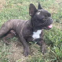 Ryn-FULLAKC, a female French Bulldog for sale in Springfield, IL – Photo 3 of 4