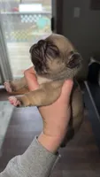 Fawn, a male French Bulldog for sale in Springfield, IL – Photo 4 of 9
