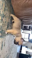 Chocolate Fawn, a male French Bulldog for sale in Springfield, IL – Photo 6 of 7