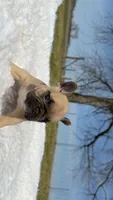 Chocolate Fawn, a male French Bulldog for sale in Springfield, IL – Photo 4 of 7