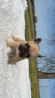 Chocolate Fawn, a male French Bulldog for sale in Springfield, IL – Photo 1 of 7