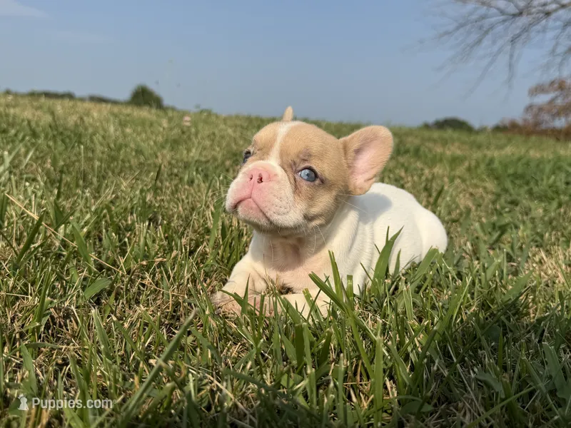 Fawn Pied Merle – French Bulldog puppy for sale in Springfield, IL
