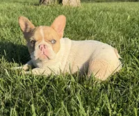 Fawn Pied Merle, a female French Bulldog for sale in Springfield, IL – 7 of 9