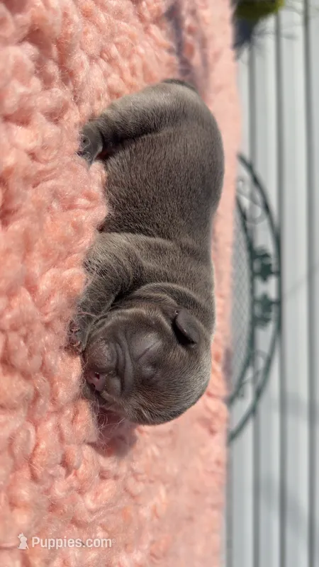 Blue Brindle  – French Bulldog puppy for sale in Springfield, IL