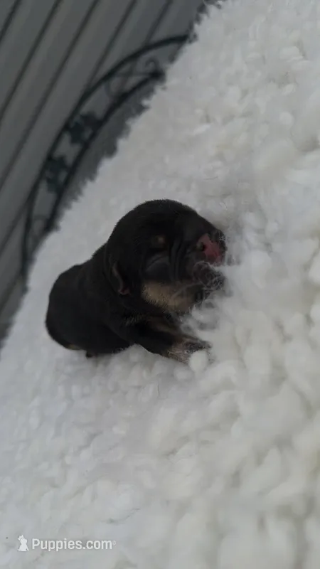 Black &Tan – French Bulldog puppy for sale in Springfield, IL