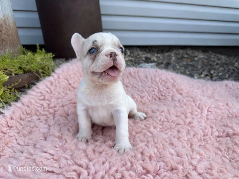 Lilac Fawn Merle Pied  – French Bulldog puppy for sale in Springfield, IL