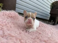 Fawn Pied Merle, a female French Bulldog for sale in Springfield, IL – 6 of 7