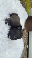 Brindle , a male French Bulldog for sale in Springfield, IL – 4 of 4