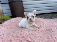 Lilac Fawn Merle Pied , a female French Bulldog for sale in Springfield, IL – 4 of 9