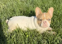 Fawn Pied Merle, a female French Bulldog for sale in Springfield, IL – 2 of 9