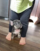 Chocolate& tan , a male French Bulldog for sale in Springfield, IL – 2 of 8